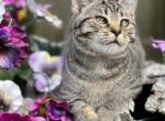 McGee - Minuet Cat For Sale - West Branch&comma; MI&comma; US