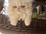 Bianca - Persian Cat For Sale - Houston&comma; TX&comma; US