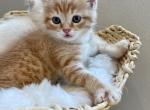 Orange Scottish Straight Cutie - Scottish Straight Cat For Sale - Los Angeles&comma; CA&comma; US