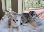 Gorgeous White & Silver Scottish Straight Kitten - Scottish Straight Cat For Sale - Los Angeles&comma; CA&comma; US