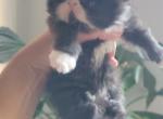 Black with white mittens persian female - Persian Cat For Sale - MA&comma; US