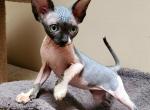 Buffy - Sphynx Cat For Sale - Mundelein&comma; IL&comma; US