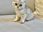 Jenny - Scottish Fold Cat For Sale - Brooklyn&comma; NY&comma; US