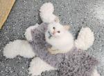Cheetoh - Ragdoll Cat For Sale - Attica&comma; MI&comma; US