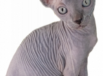 Solid Blue Male - Sphynx Cat For Sale - CO&comma; US