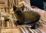 Bon Bon   Genetta - Bengal Cat For Sale - FL&comma; US