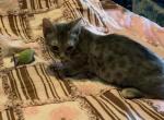 Blue Belle  Genetta - Bengal Cat For Sale - FL&comma; US