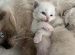 August 23rd Litter Male Blue Bi Color - Ragdoll Cat For Sale - Central Nyack&comma; NY&comma; US