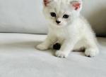 Jack Angel - Scottish Straight Cat For Sale - Brooklyn&comma; NY&comma; US