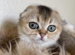 Black ticked girl - Scottish Fold Cat For Sale - Sun City Center&comma; FL&comma; US
