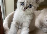 Lynx point girl - Scottish Straight Cat For Sale - Sun City Center&comma; FL&comma; US