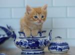 Grigori CFA certified - Siberian Cat For Sale - Ashburn&comma; VA&comma; US