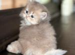 British Longhair Blue Golden chinchilla Ay11 - British Shorthair Cat For Sale - 