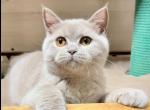 Valerain - British Shorthair Cat For Sale - Los Angeles&comma; CA&comma; US