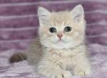 Bruno - British Shorthair Cat For Sale - Los Angeles&comma; CA&comma; US