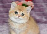 Beatrice - British Shorthair Cat For Sale - Los Angeles&comma; CA&comma; US