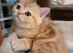 Ralph - Scottish Straight Cat For Sale - Holland&comma; PA&comma; US