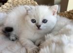 Purrfect little Snowball - Scottish Straight Cat For Sale - Los Angeles&comma; CA&comma; US