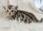 Silver Spotted Bengal Kitten - Bengal Cat For Sale - Sunbury&comma; OH&comma; US
