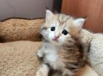 Ayor - Siberian Cat For Sale - Chelsea&comma; MA&comma; US