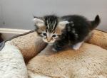 Taiga - Siberian Cat For Sale - Chelsea&comma; MA&comma; US