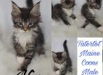 Nico - Maine Coon Cat For Sale - Braham&comma; MN&comma; US