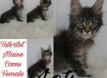 Loti - Maine Coon Cat For Sale - Braham&comma; MN&comma; US