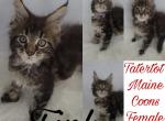 Tink - Maine Coon Cat For Sale - Braham&comma; MN&comma; US