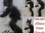Maggie - Maine Coon Cat For Sale - Braham&comma; MN&comma; US