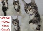 Thumbelina - Maine Coon Cat For Sale - Braham&comma; MN&comma; US