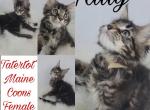 Tally - Maine Coon Cat For Sale - Braham&comma; MN&comma; US