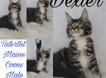 Dexter - Maine Coon Cat For Sale - Braham&comma; MN&comma; US