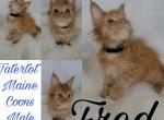 Fred - Maine Coon Cat For Sale - Braham&comma; MN&comma; US