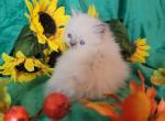 Beautiful lilac Dollface Persian kitten - Persian Cat For Sale - Seymour&comma; CT&comma; US