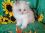 Female Dollface - Persian Cat For Sale - Seymour&comma; CT&comma; US