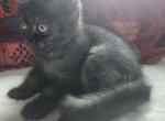 Wanda - British Shorthair Cat For Sale - Grand Rapids&comma; MI&comma; US