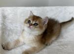 Bear - British Shorthair Cat For Sale - Seattle&comma; WA&comma; US