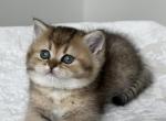 Boomer - British Shorthair Cat For Sale - Seattle&comma; WA&comma; US
