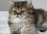 Boots - British Shorthair Cat For Sale - Seattle&comma; WA&comma; US