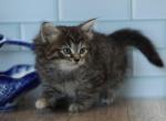 Grenada CFA certified - Siberian Cat For Sale - Ashburn&comma; VA&comma; US