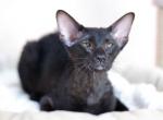 Dezzi - Peterbald Cat For Sale - Miami&comma; FL&comma; US