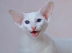 Flemmy - Oriental Cat For Sale - Pembroke Pines&comma; FL&comma; US