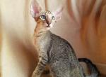 Maks - Oriental Cat For Sale - Pembroke Pines&comma; FL&comma; US
