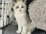 Joys litter male 3 ready September 1 - Ragdoll Cat For Sale - Mount Joy&comma; PA&comma; US