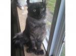 6 month highlander - Highlander Cat For Sale - Frenchtown&comma; MI&comma; US