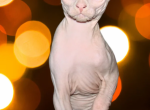 Winnie white odd eyed - Sphynx Cat For Sale - Abington&comma; PA&comma; US