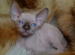 1 Canadian Sphynx - Sphynx Cat For Sale - Abington&comma; PA&comma; US