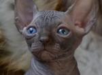 2 Canadian Sphynx - Sphynx Cat For Sale - Abington&comma; PA&comma; US