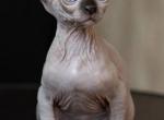 7 Canadian Sphynx - Sphynx Cat For Sale - Abington&comma; PA&comma; US