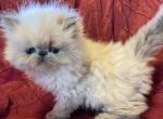 Salenas blue poiints - Himalayan Cat For Sale - Warminster&comma; PA&comma; US